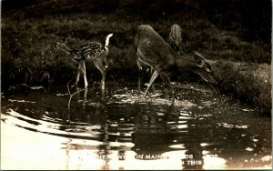 Salesman Sample Deer Family Earley's Camps Guilford Maine ME UNP Postcard B9