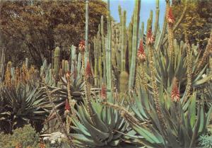 BR71766  pinya de rosa blanes lloret de mar girona spain cactus  flower fleur