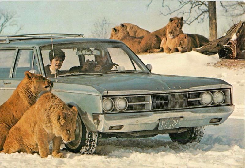 African Lion Safari Rockton Ontario Canada Postcard 1960's old car Dodge