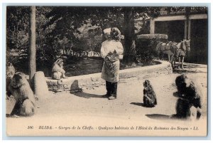 c1940's Hotel Du Ruisseau Monkeys Chiffa Blida Gorges Algeria Postcard