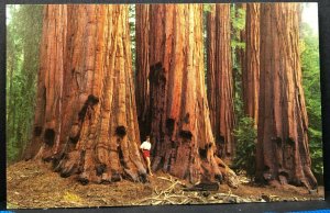Vintage Postcard House Group Sequoia National Park 1960s California  