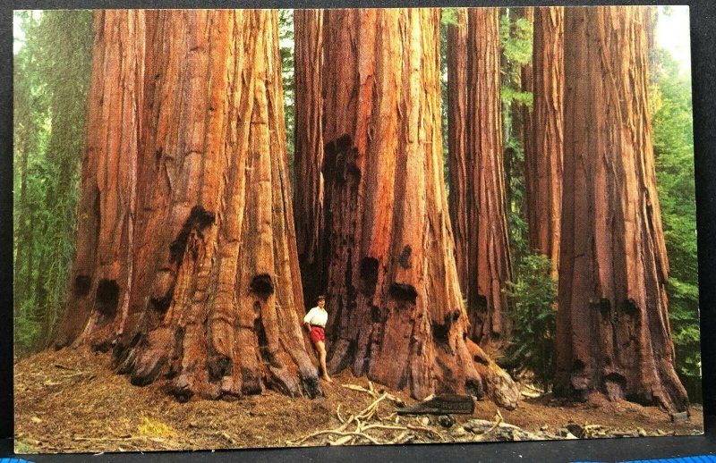 Vintage Postcard House Group Sequoia National Park 1960s California