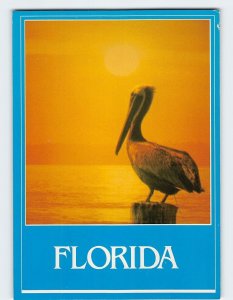 Postcard Beautiful Sunset and a Pelican Florida USA