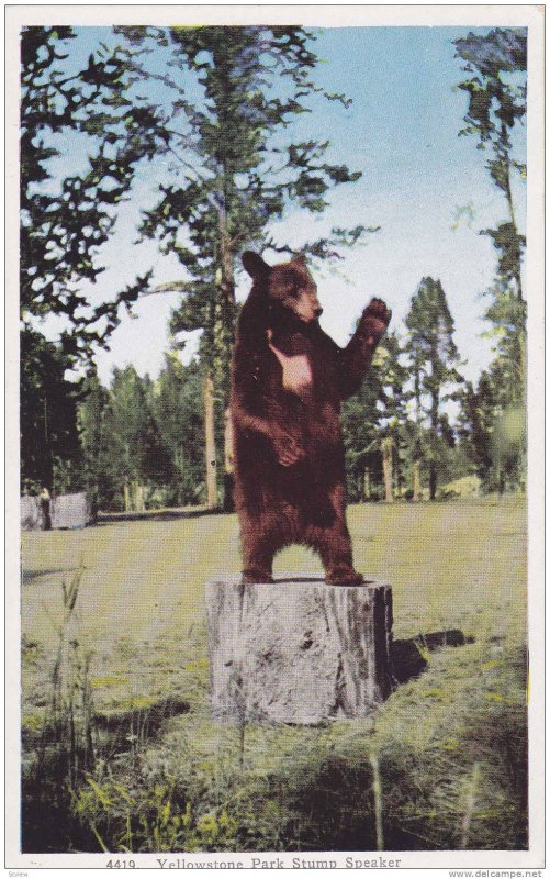 Bear, Yellowstone Park Stump Speaker, Yellowstone, Wyoming, 40-60s