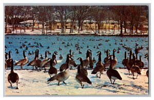 Wintering Flock Wild Geese Rochester Minnesota Postcard 