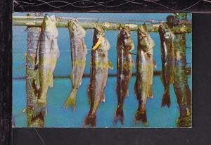 Fishes Postcard 