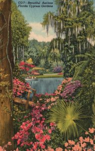 Vintage Postcard 1954 Beautiful Azalea Colorful Flowers Cypress Gardens Florida