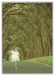 Postcard Tree Tunnel Island Of Kauai Hawaii Continental View
