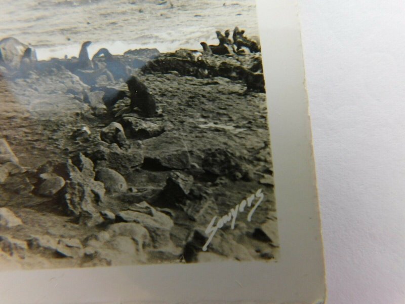 Cow Seals Hauled Out Alaska Cute Little Fat Seals Vintage Postcard RPPC Sawyer