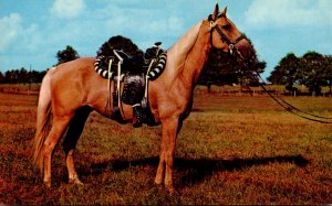 Palomino Pony