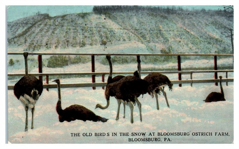 Bloomsburg, PA Ostrich Farm Old Birds in the Snow Postcard *6J12