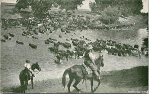 Fording Milk River Cattle The Wonder Store Billings Montana c1909 Postcard E51