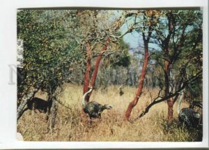 470956 1972 year Sudan national park congratulations from A. Mironov signed