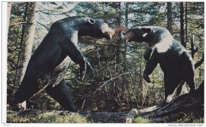 Fighting Bears of ANIMALAND , Sussex , New Brunswick , Canada , 1988