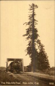 Palo Alto CA RR Train & Tree c1910 Postcard
