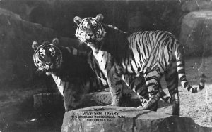 Western Tigers Brookfield, Ill, USA, real photo Tiger Unused 