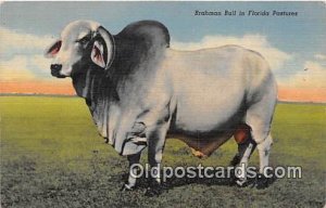 Brahman Bull Florida Pastures, USA Cow Postal Used Unknown 