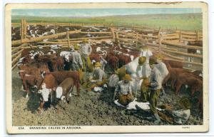 Branding Calves Cattle Ranch Farming Arizona 1920s postcard