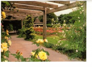 5 X 7 Royal Botanical Gardens, Rose Garden, Hamilton, Ontario Large Postcard