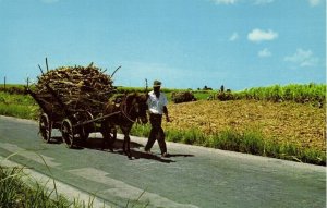 barbados, Native Mule Cart, Donkey (1970s) Postcard