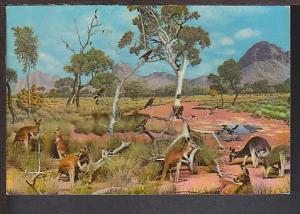 Kangaroos Postcard BIN 