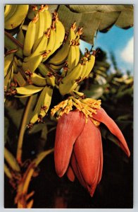 Postcard A Banana Blossom - Hawaii