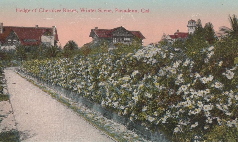 Cheroke Rose's Hedge Winter Scene Pasadena USA Old Postcard