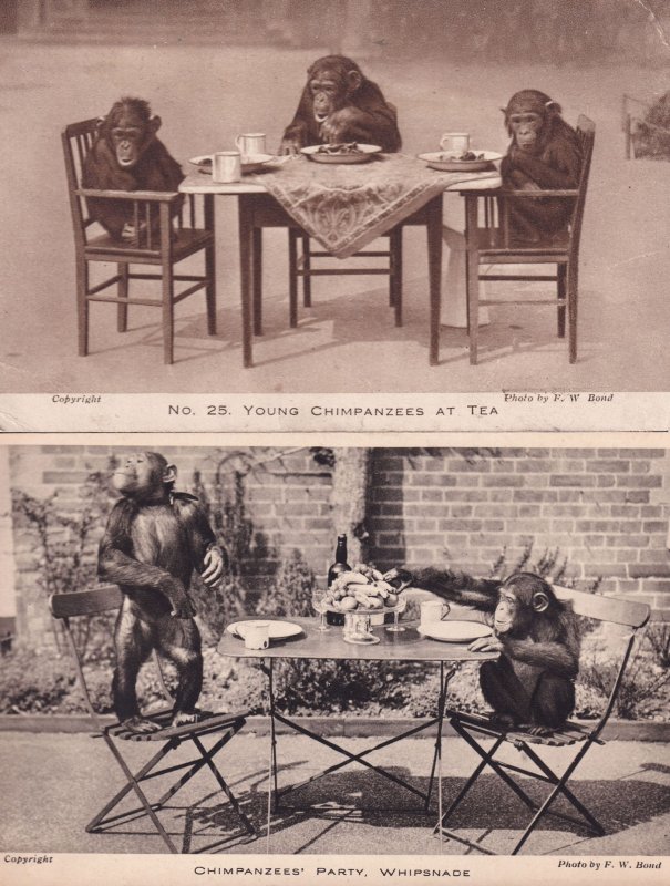 Chimpanzees Tea Party Whipsnade & London Zoo 2x Antique Postcard s