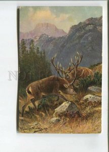 473047 MULLER Mueller Mountain HUNT Deer Vintage postcard TSN #1315