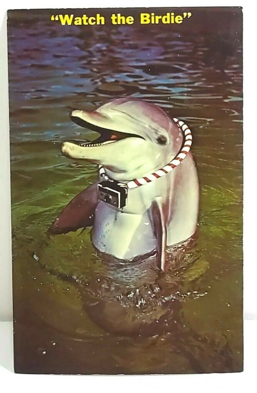 Dolphin with camera Watch the Birdie Vintage Postcard