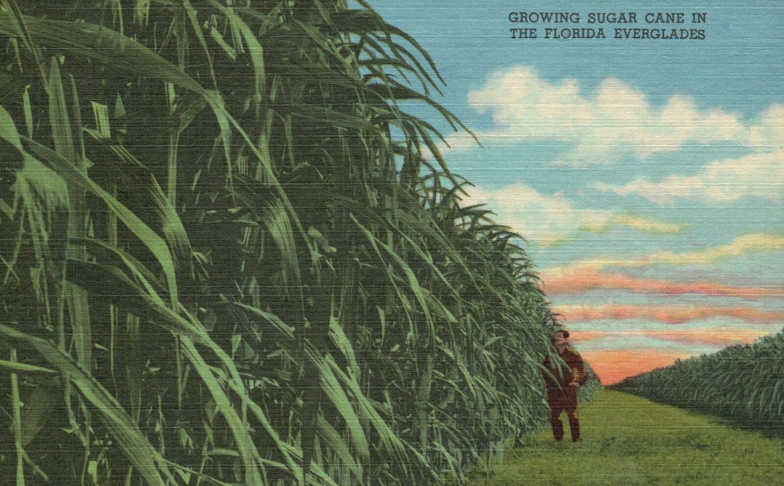 Vintage Postcard Growing Sugar Cane In The Florida Everglades U. S. Sugar Corp. United States