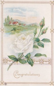 Birthday Beautiful White Rose and Landscape Scene