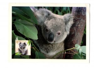 Large Baby Koala, Prepaid Postal Stationery, Australia, Used 2004