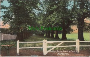 Sussex Postcard - Chestnut Avenue, Cowdray Park, Midhurst  RS29752
