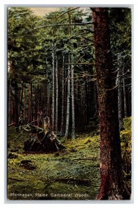 Cathedral Woods Monnegan Maine ME DB Postcard Y3