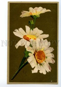 497562 Catherine KLEIN Huge CAMOMILES Flowers Vintage postcard GOM Russia #1319