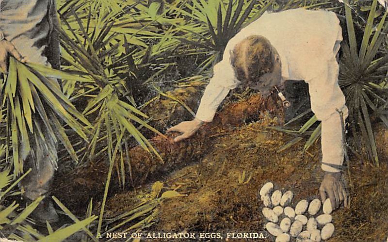 Nest of Alligator Eggs Florida, USA Alligator Writing on back 