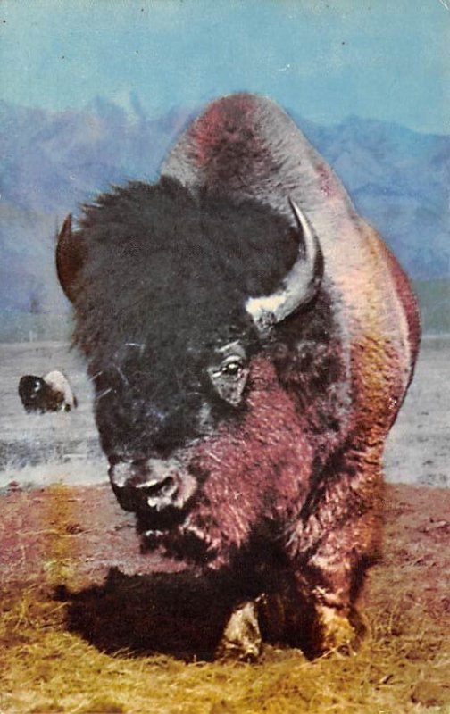 Buffalo Buffalo Unused 