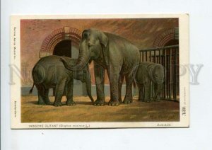 3159628 HUNT ZOO Indian Elephant by KOEKKOEK Vintage color PC