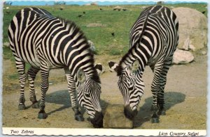 Postcard - Two Zebras, Lion Country Safari