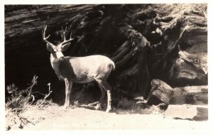 VINTAGE POSTCARD BILLY ANTELOPE AT SEQUOIA NATIONAL PARK CALIFORNIA RPPC