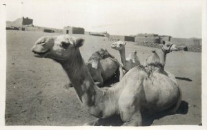 Egypt camels real photo postcard