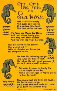 The Tale Of The Sea Horse View Images 