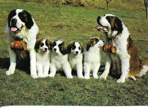 St. Bernards dogs. The full family Modern Swiss photo postcard