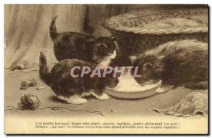 Old Postcard Cat Cats Kitten