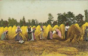 Harvest Scene Hay Making