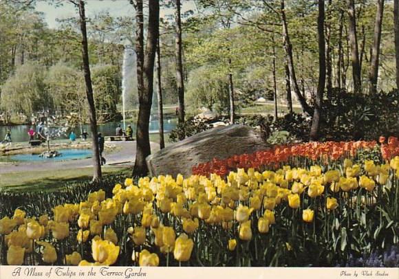 A Mass Of Tulips In The Terrace Garden Tuxedo New York