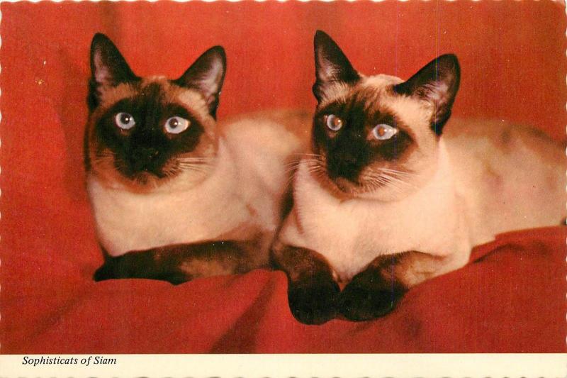 Sophisticats of Siam Siamese Cats Photograph by FPG Postcard
