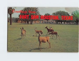 Postcard Tame Deer in Famous Quadrangle Area Fort Sam Houston Texas USA