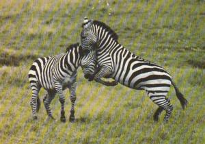 African Wildlife Zebras Kenya